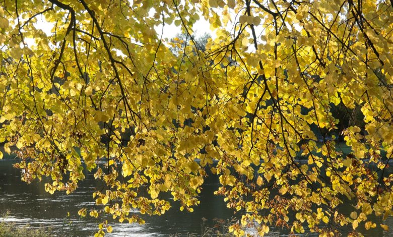 [Resim: TneGmDg.jpg]