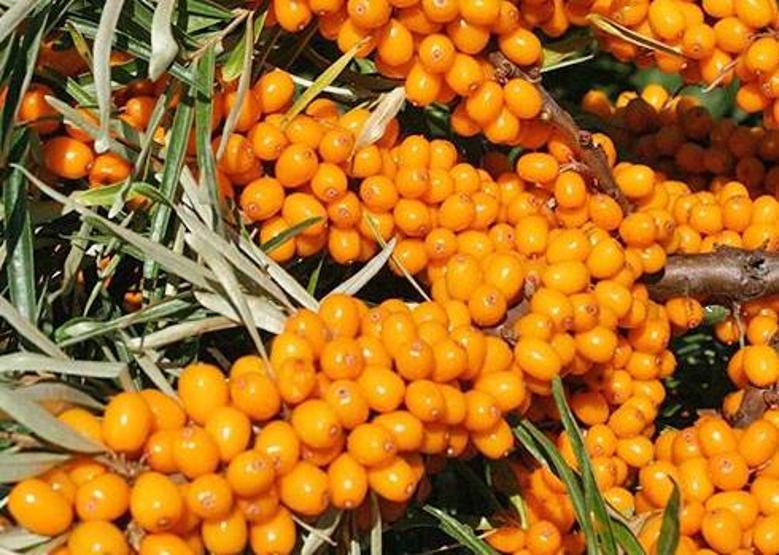 İşte kışın vücudunuzu çelik gibi yapan pek bilinmeyen o besinler: