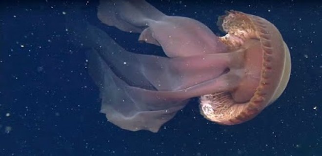 [Resim: denizanasi-011.jpg]