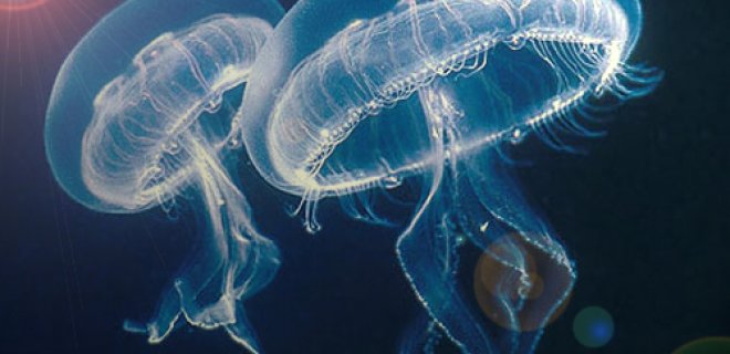 [Resim: denizanasi-002.jpg]