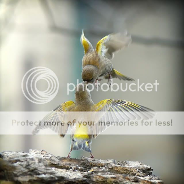 [Resim: abd51-4.jpg]