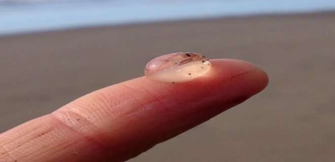 [Resim: denizanasi-006.jpg]