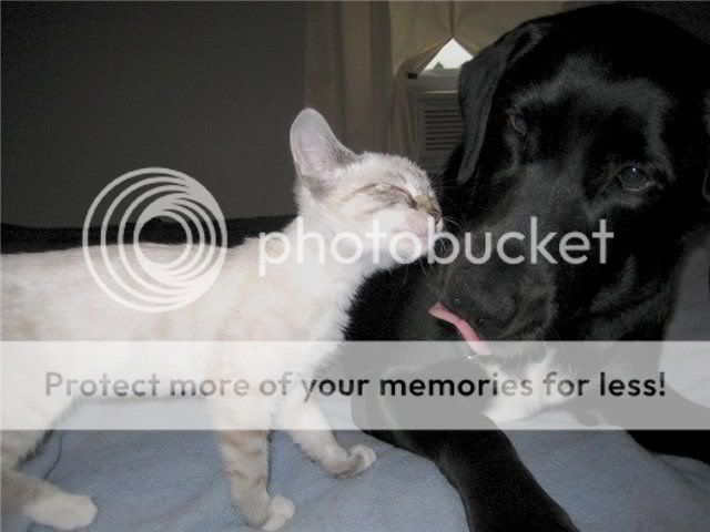 [Resim: animals_161_09.jpg]