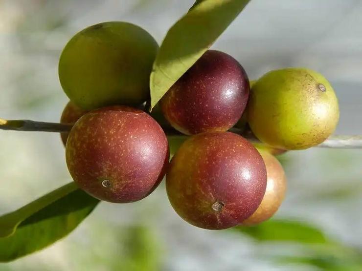 İşte kışın vücudunuzu çelik gibi yapan pek bilinmeyen o besinler: